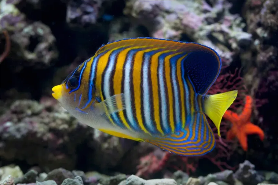 Detail Angelfish Tropical Reef Photo Number 4