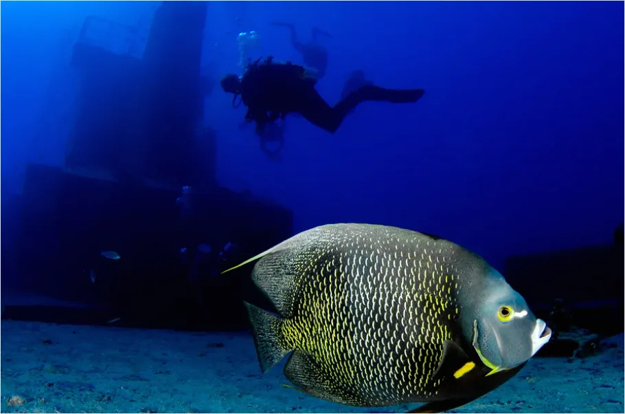 Detail Angelfish Tropical Reef Photo Number 5