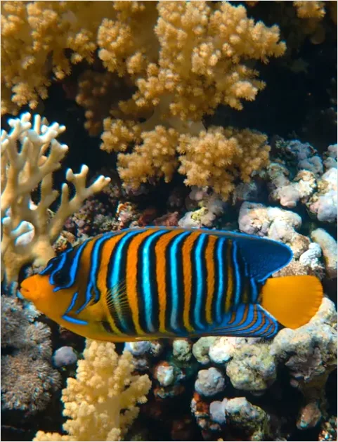 Detail Angelfish Tropical Reef Photo Number 6