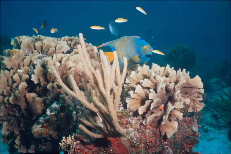Detail Angelfish Tropical Reef Photo Number 8