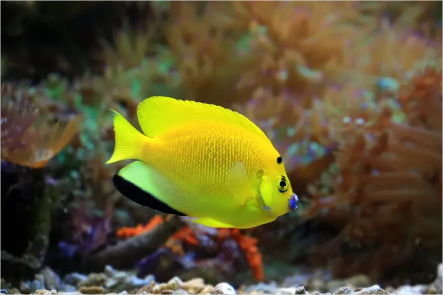 Detail Angelfish Tropical Reef Photo Number 9
