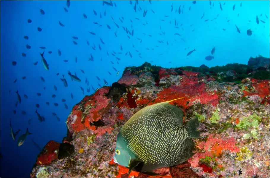 Detail Angelfish Tropical Reef Photo Number 10