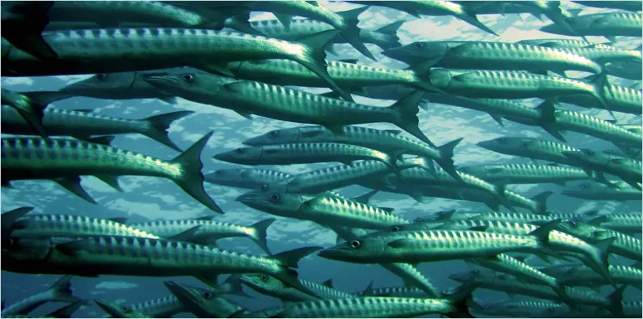 Barracuda School Underwater Photo A784