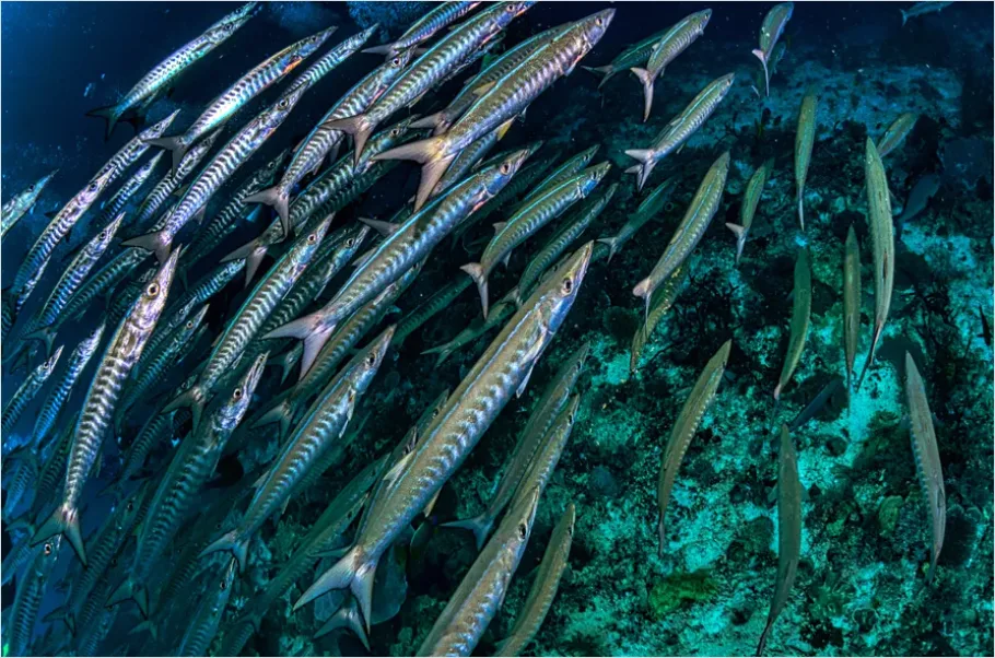 Detail Barracuda School Underwater Photo Number 2