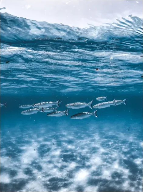Detail Barracuda School Underwater Photo Number 11