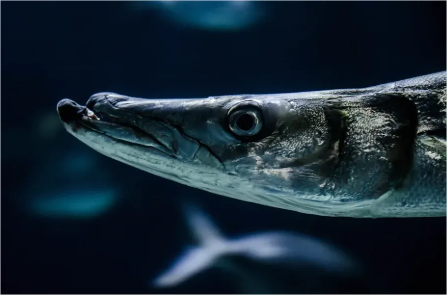 Detail Barracuda School Underwater Photo Number 13