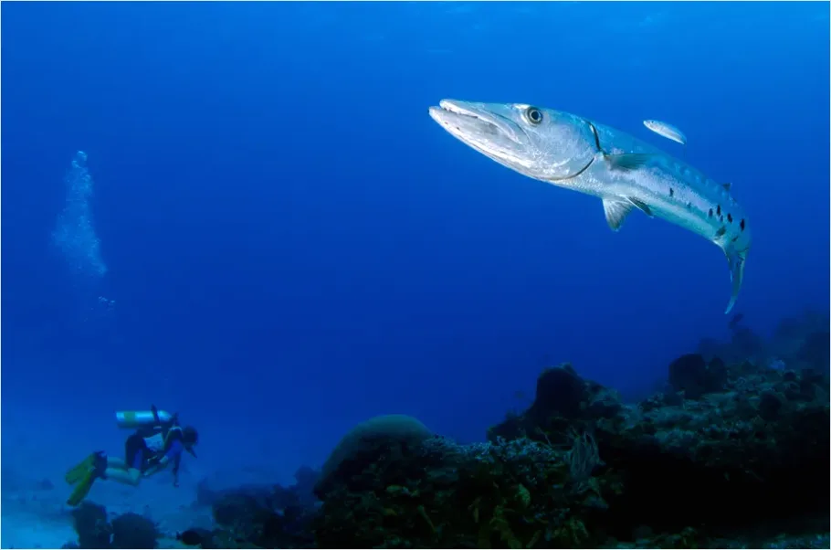 Detail Barracuda School Underwater Photo Number 14