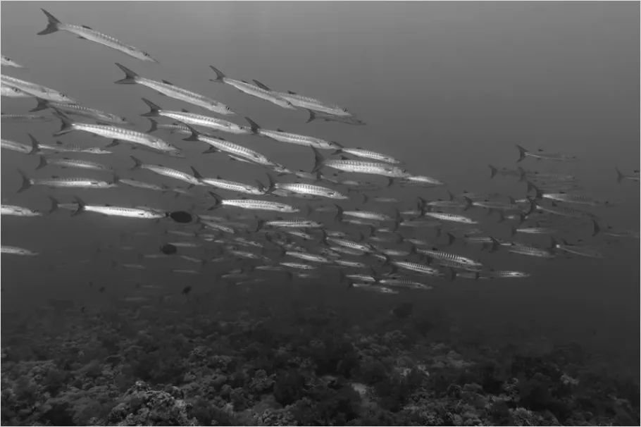 Detail Barracuda School Underwater Photo Number 3