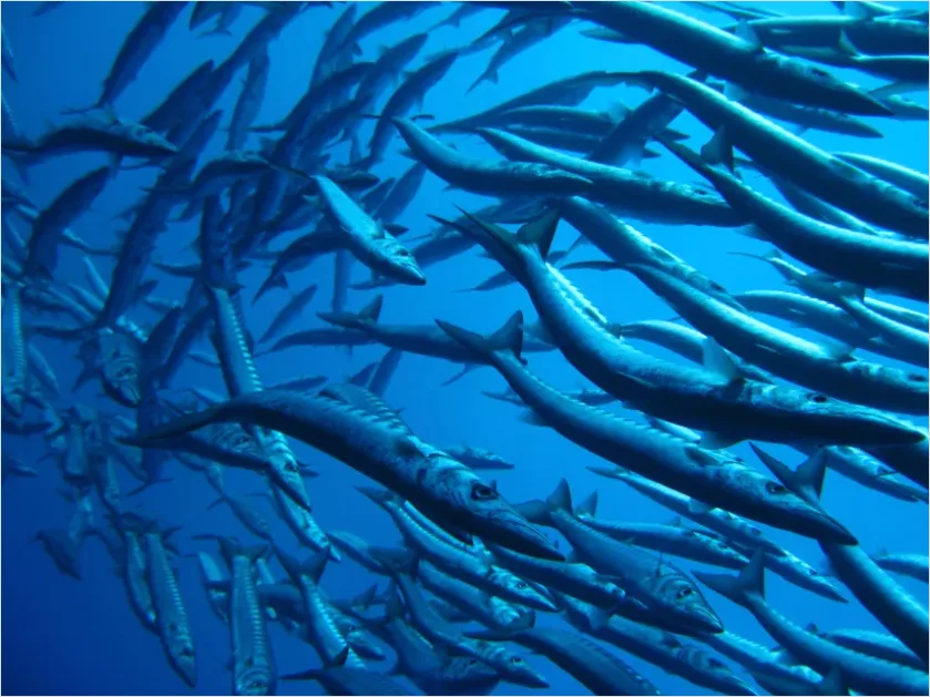 Detail Barracuda School Underwater Photo Number 4