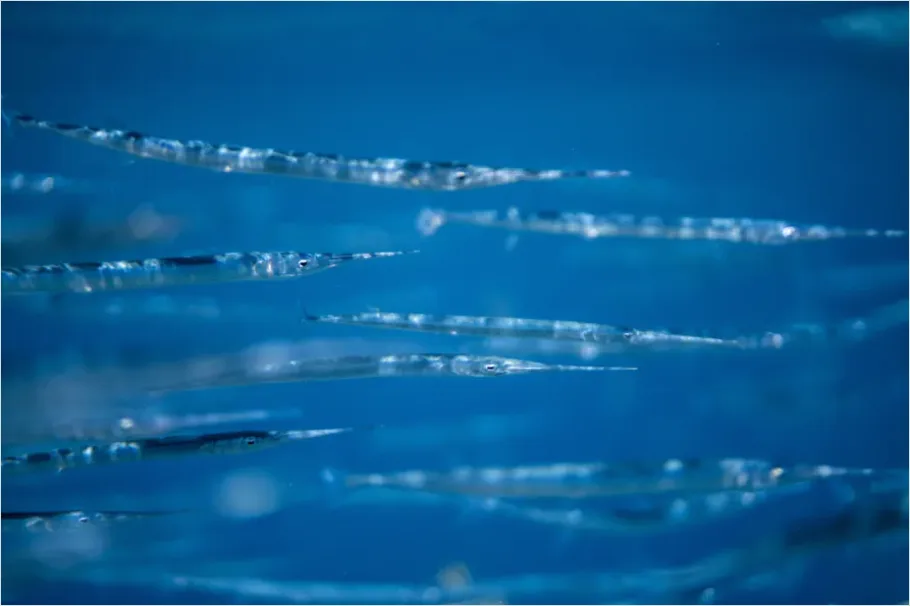 Detail Barracuda School Underwater Photo Number 5