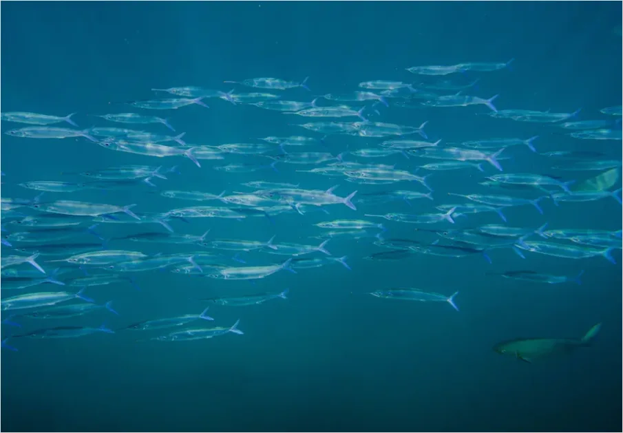 Detail Barracuda School Underwater Photo Number 6
