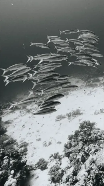 Detail Barracuda School Underwater Photo Number 7