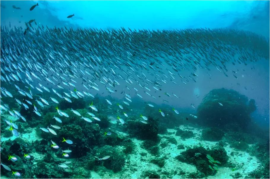 Detail Barracuda School Underwater Photo Number 8