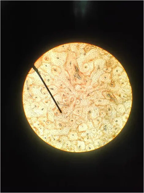 Biology Lab Worksheet Photo 013f