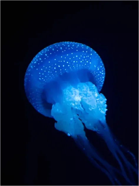 Detail Bioluminescent Jellyfish Underwater Photo Number 2
