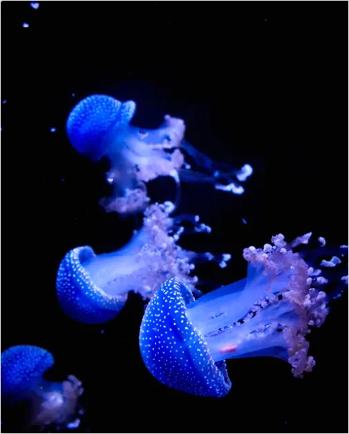 Detail Bioluminescent Jellyfish Underwater Photo Number 11