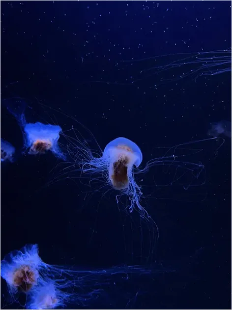 Detail Bioluminescent Jellyfish Underwater Photo Number 12