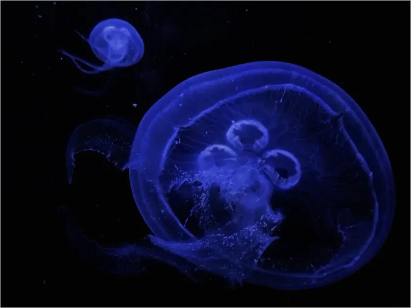 Detail Bioluminescent Jellyfish Underwater Photo Number 13