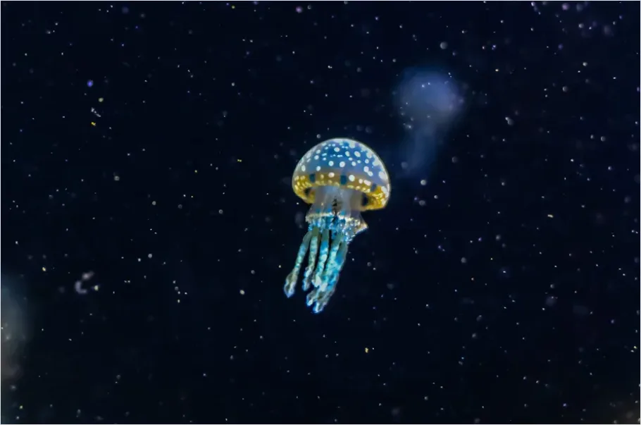 Detail Bioluminescent Jellyfish Underwater Photo Number 14