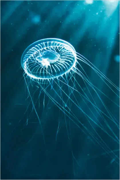 Detail Bioluminescent Jellyfish Underwater Photo Number 15
