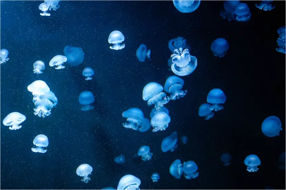 Detail Bioluminescent Jellyfish Underwater Photo Number 16