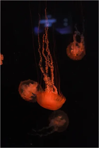 Detail Bioluminescent Jellyfish Underwater Photo Number 3