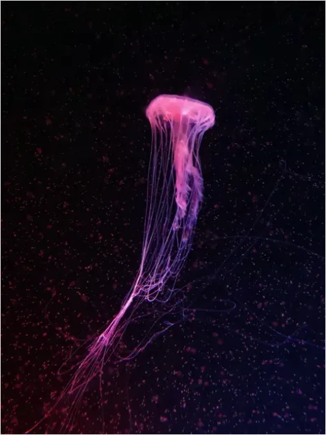 Detail Bioluminescent Jellyfish Underwater Photo Number 4