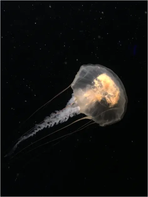 Detail Bioluminescent Jellyfish Underwater Photo Number 5