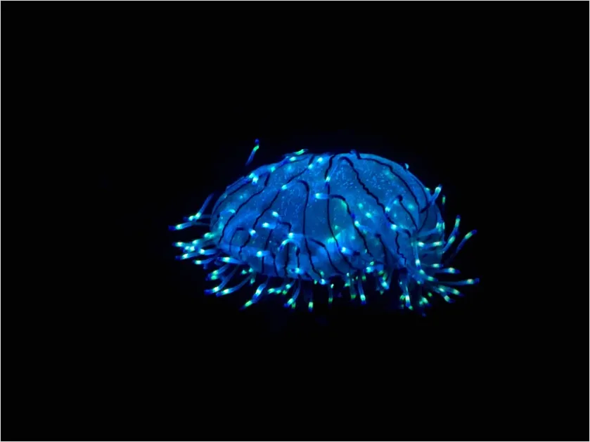 Detail Bioluminescent Jellyfish Underwater Photo Number 6