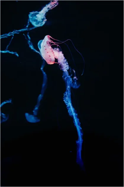 Detail Bioluminescent Jellyfish Underwater Photo Number 7