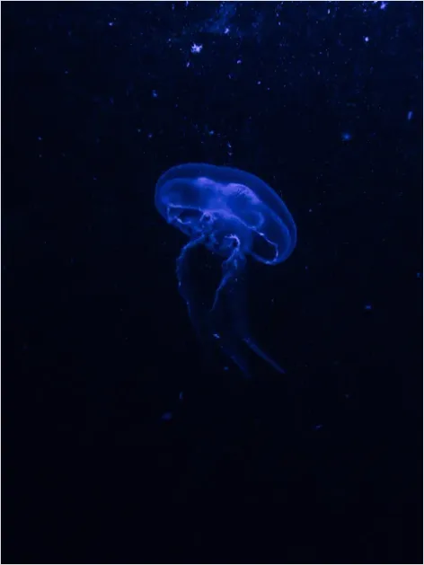 Detail Bioluminescent Jellyfish Underwater Photo Number 8