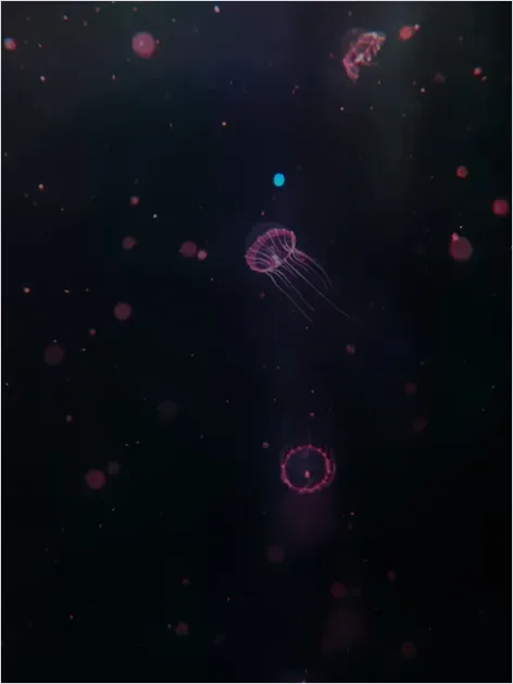 Detail Bioluminescent Jellyfish Underwater Photo Number 9