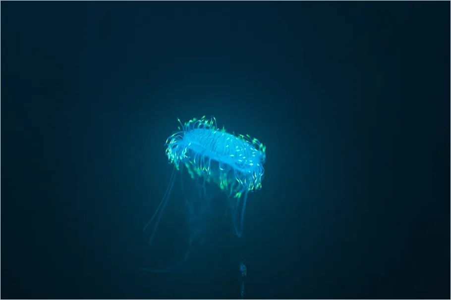 Detail Bioluminescent Jellyfish Underwater Photo Number 10