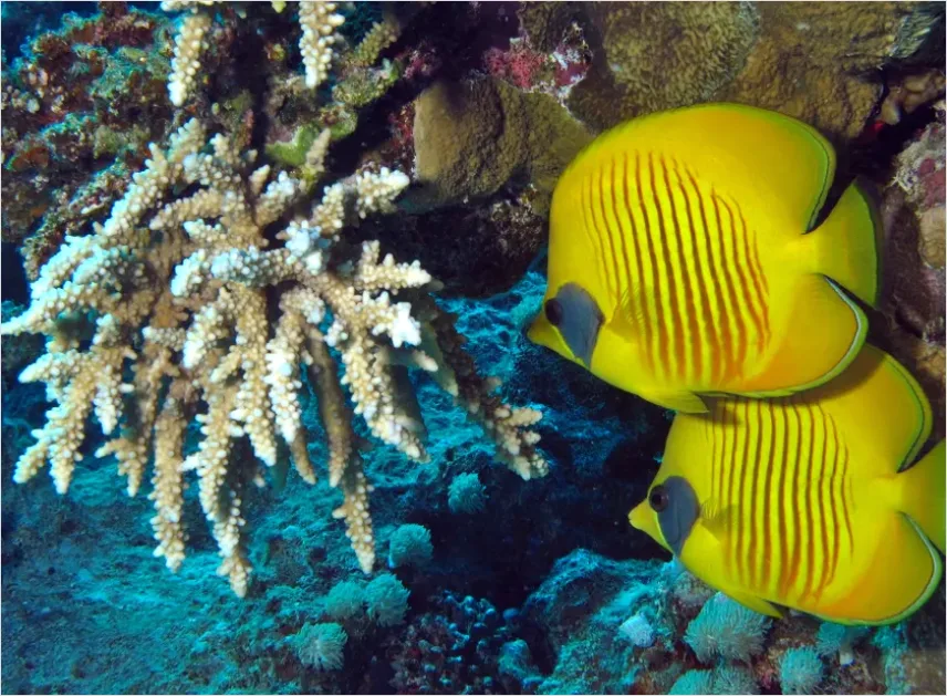 Detail Butterflyfish Pair Underwater Photo Number 2