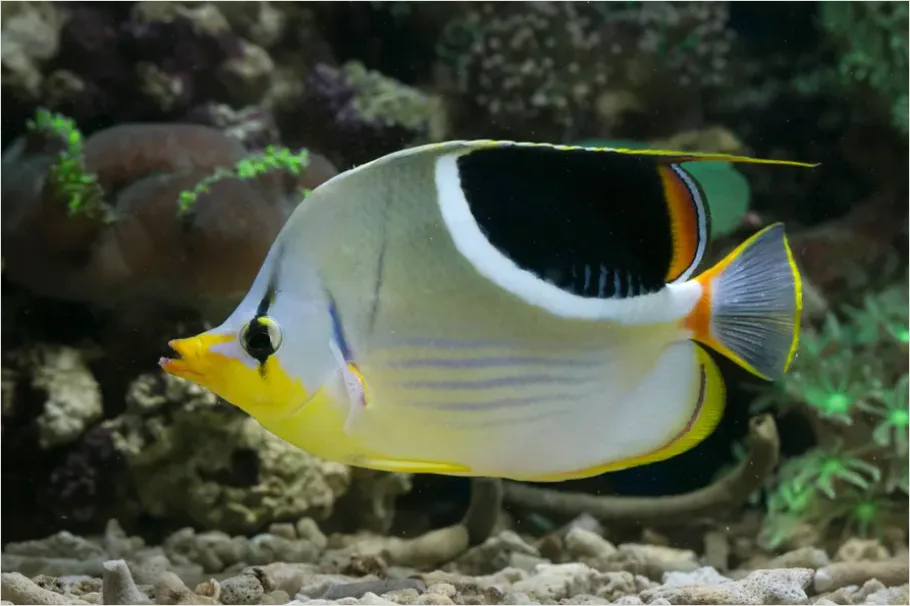 Detail Butterflyfish Pair Underwater Photo Number 11