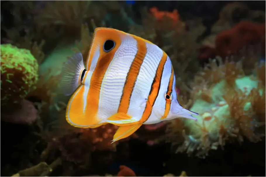 Detail Butterflyfish Pair Underwater Photo Number 12