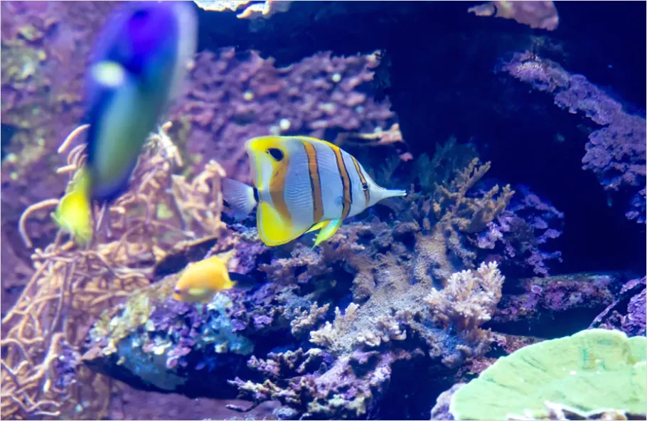 Detail Butterflyfish Pair Underwater Photo Number 13