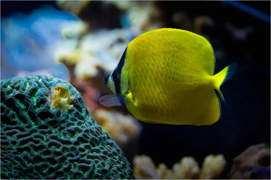 Detail Butterflyfish Pair Underwater Photo Number 14