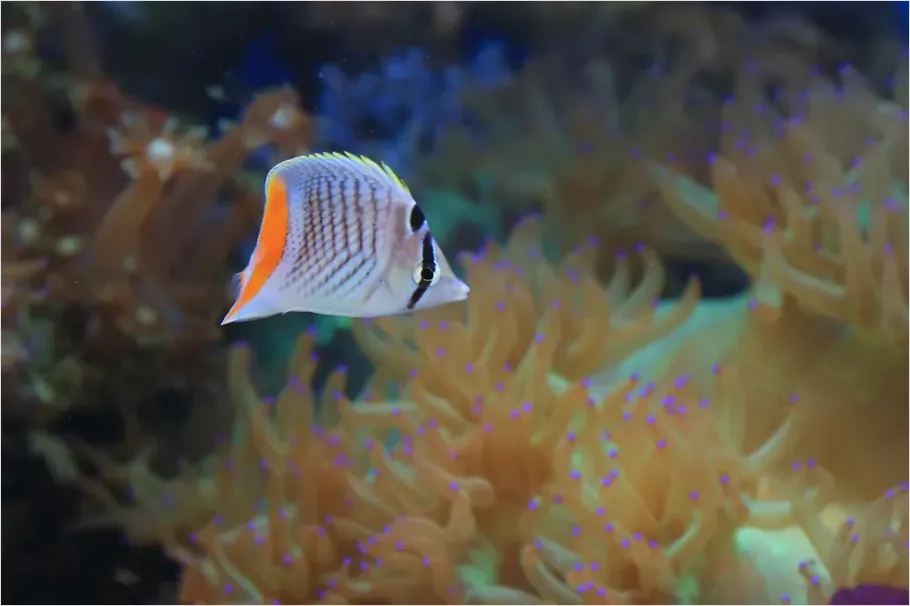 Detail Butterflyfish Pair Underwater Photo Number 15