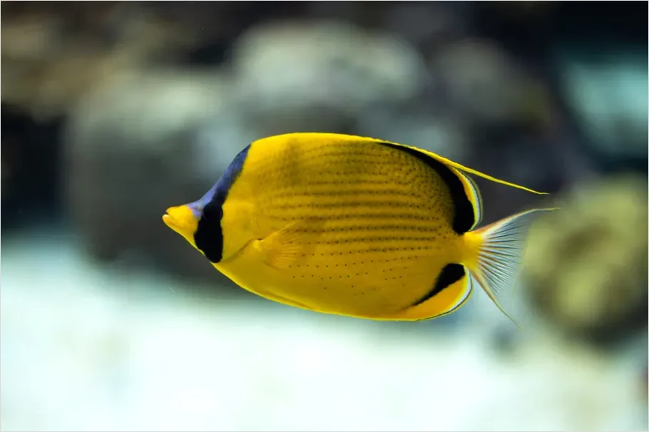 Detail Butterflyfish Pair Underwater Photo Number 16