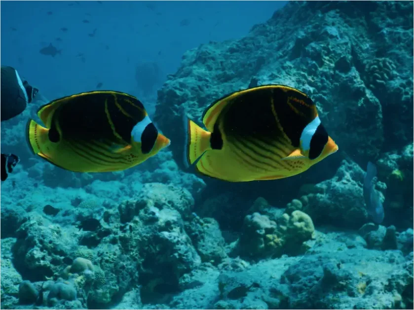 Detail Butterflyfish Pair Underwater Photo Number 3