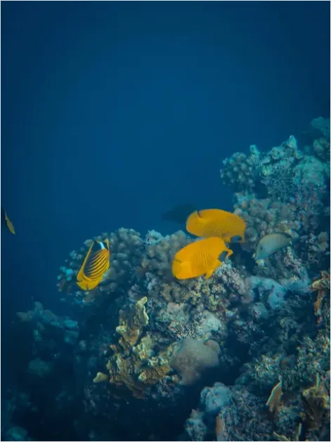 Detail Butterflyfish Pair Underwater Photo Number 4