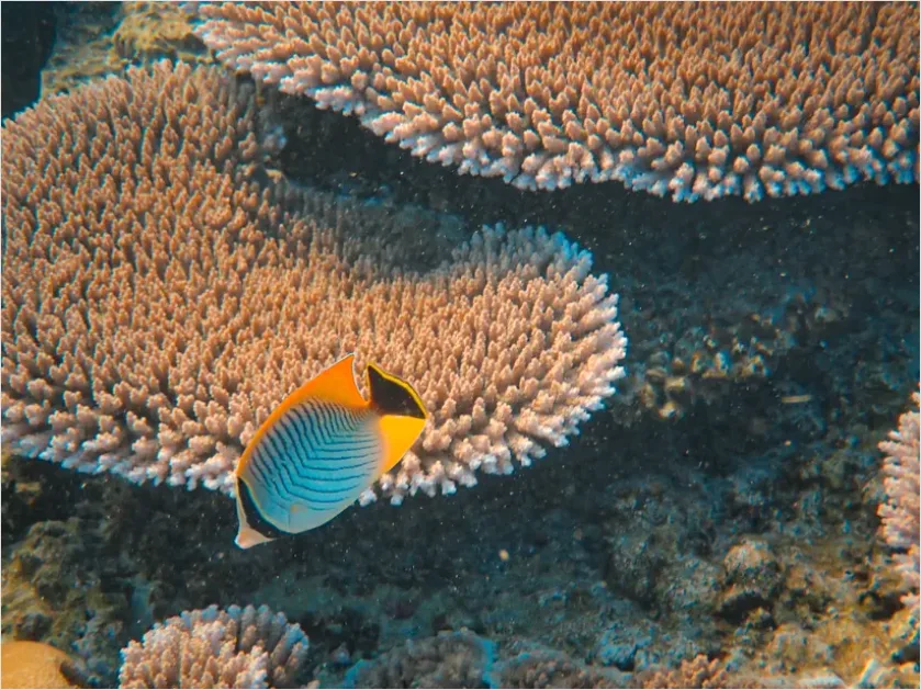 Detail Butterflyfish Pair Underwater Photo Number 5