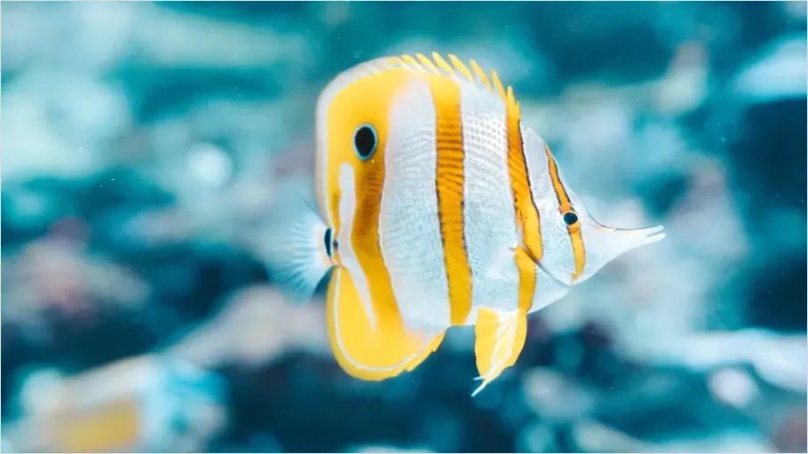 Detail Butterflyfish Pair Underwater Photo Number 6