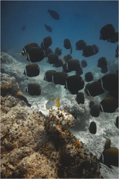 Detail Butterflyfish Pair Underwater Photo Number 7