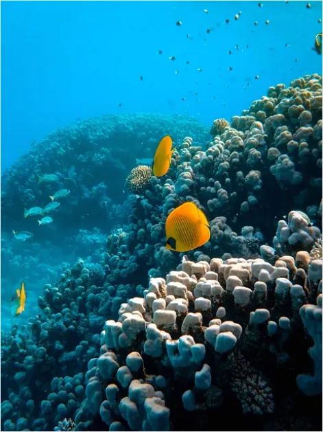 Detail Butterflyfish Pair Underwater Photo Number 8