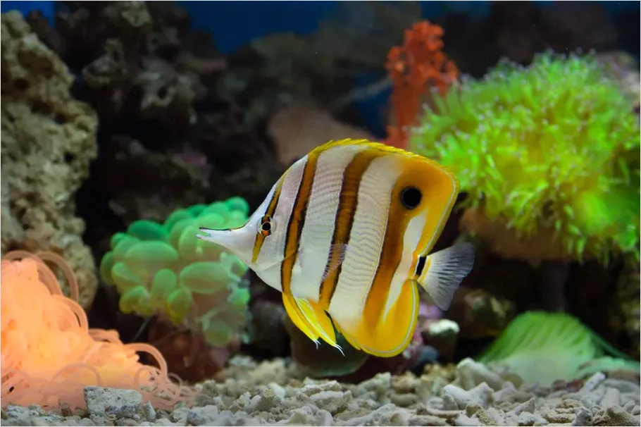 Detail Butterflyfish Pair Underwater Photo Number 9