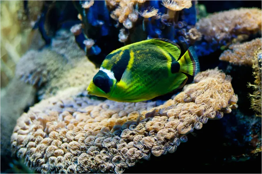 Detail Butterflyfish Pair Underwater Photo Number 10