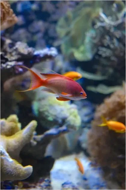 Colorful Reef Fish Photo F0de