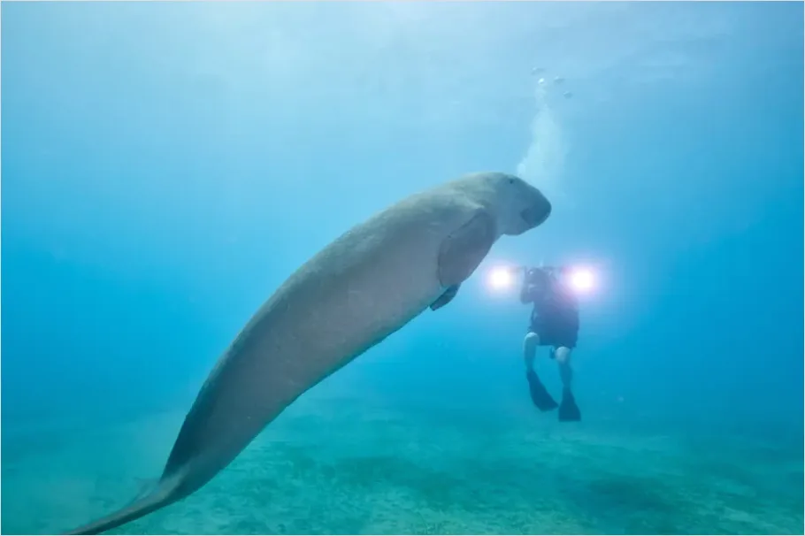 Detail Dugong Underwater Close Up Number 2